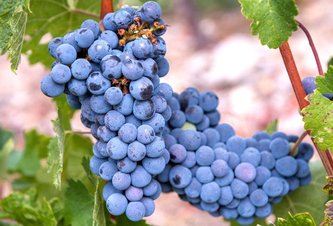 The Art of Winemaking: Unveiling the Wonders of the Common Grape Vine