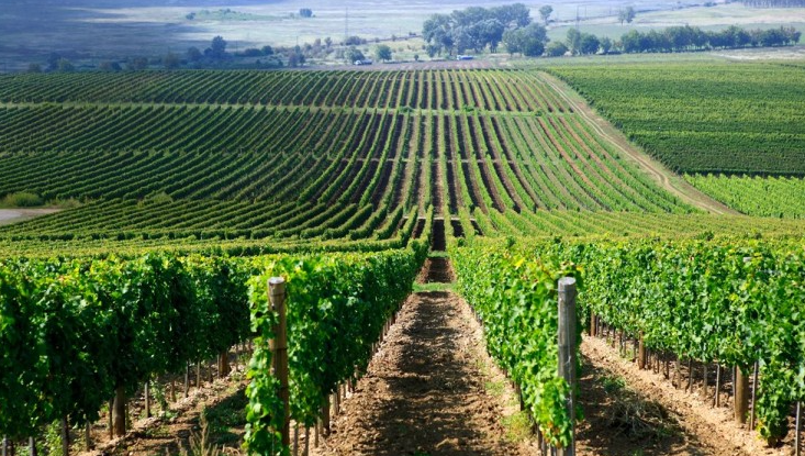 World's Largest Wine Producer