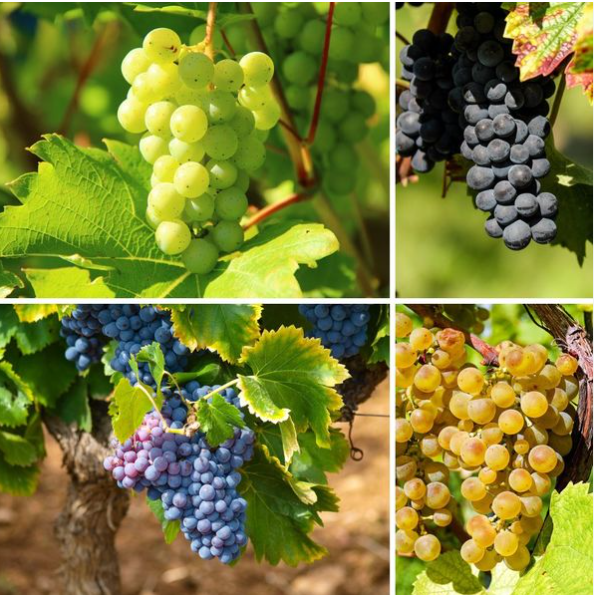 Exploring the Varied World of Wine Grapes