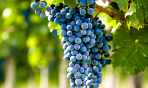 Grape Varieties 