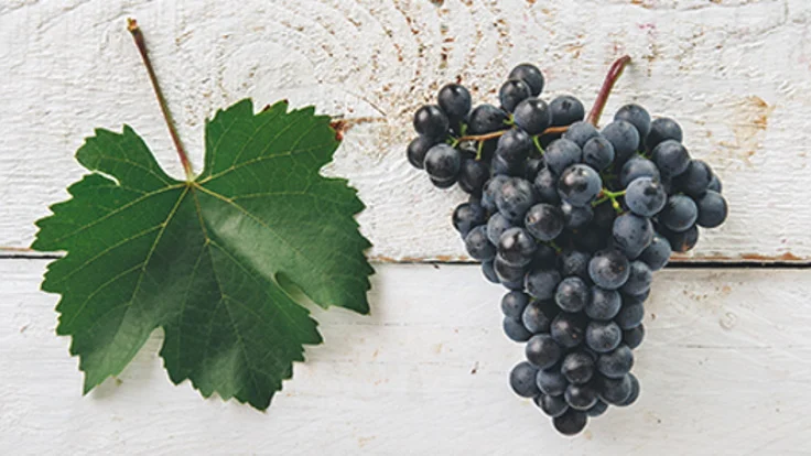 Hungarian Grape Varieties Used In Making Wine