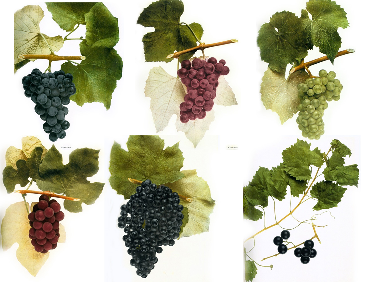 Characteristics of Grapes in Winemaking