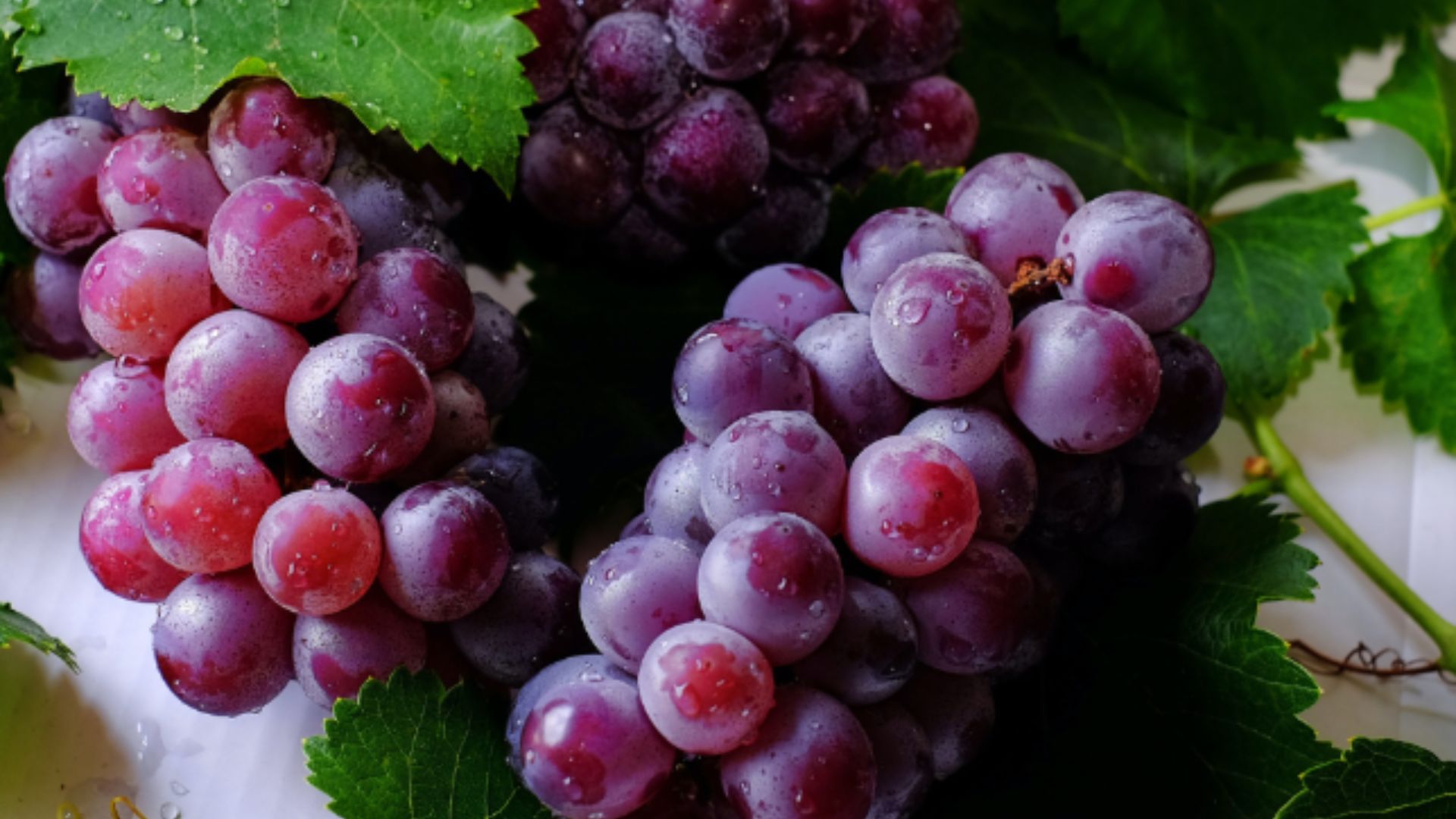 image of wine grapes 